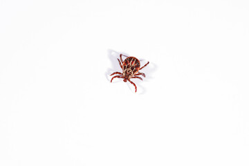 Mite on a white background. Danger of parasite tick bite.