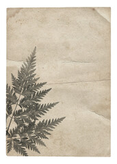 Old vintage rough paper with scratches and stains texture and dry plant isolated