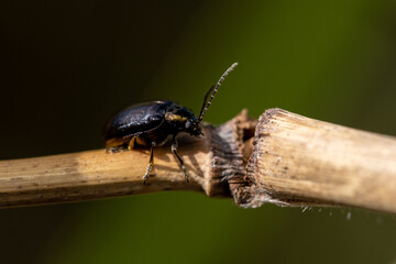 Macro of a Beetle on a twig
