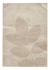 Old vintage rough paper with plant relief texture isolated