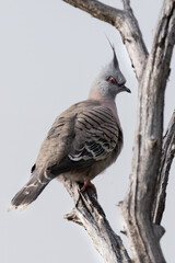 Pidgeon, roosting