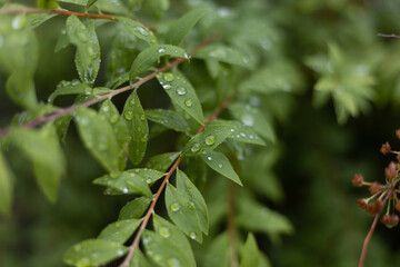 雨水のついた葉っぱ