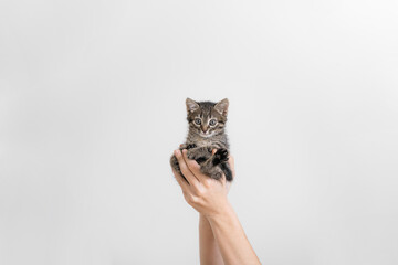 Beautiful grey tabby kitten in hands. Small furry cat on white wall background. hand holding baby pet. Veterinary concept. - Powered by Adobe