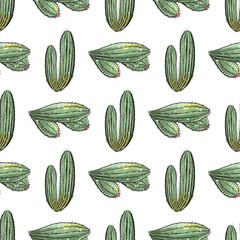 Cactus seamless pattern. Watercolor pattern of catus on white background. Green thorns Mexican succulent. Exotic cacti houseplant background