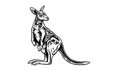 kangaroo