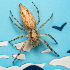 spider on a blue background