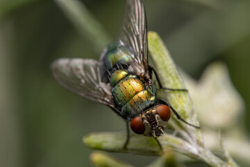 close up of a fly