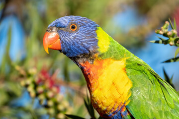 Portrait of a rainbow lorikeet parrot