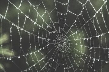 Raindrops on the spider web