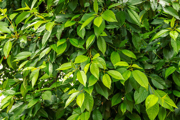 green and wet leaves of a bush after rain close-up