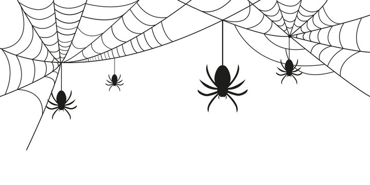 Cobwebs and spiders. Background for Halloween. Vector graphics