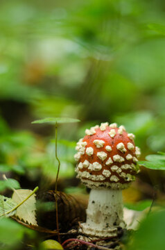 Closeup of a red death cup, a very poisonous fungus.