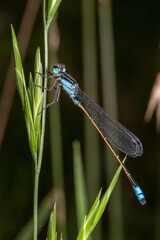blue dragonfly on grass
