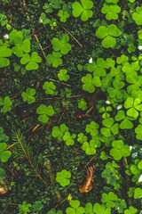 Moss in Carpathian forest