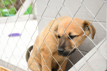 Sad ginger puppy sitting at the dog shelter. Cage for animals.
I'm waiting for a new owner.