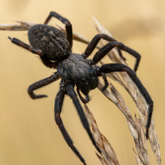 spider on a web