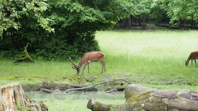 (Cervus elaphus) Jeune cerf &eacute;laphe ou daguet avec ses bois accompagn&eacute; de sa harde de biches dans une clairi&egrave;re en Suisse