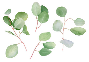 Collection of watercolor twigs of eucalyptus