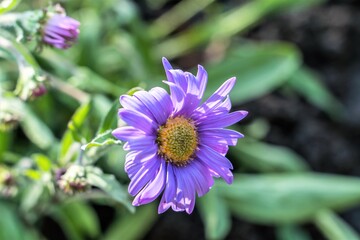 Obraz premium Close-up of a purple daisy with a yellow core.