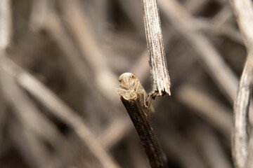Hopper on grass