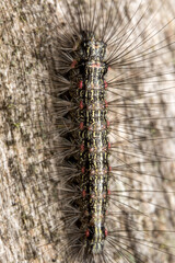caterpillar on a branch