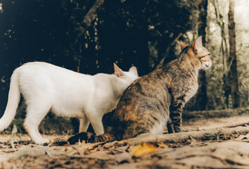 Two cats in the Park