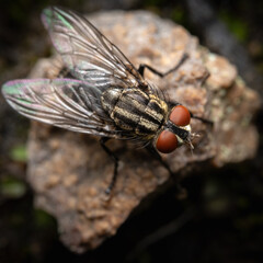 fly on a rock