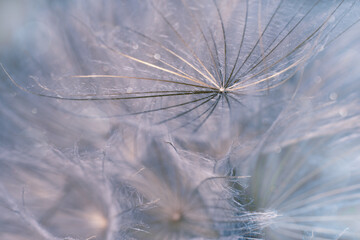 Close-up of dandelion seeds. Sparkling bokeh. Soft dreamy tender artistic image.
