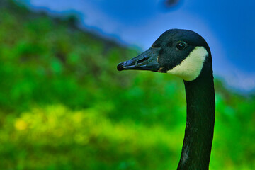 portrait of a goose