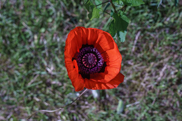 red poppy in a field