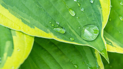 Closeup of fresh green yellow Plantain lilies Hosta Asparagaceae, with dew water drop in the morning - Plant leaf background