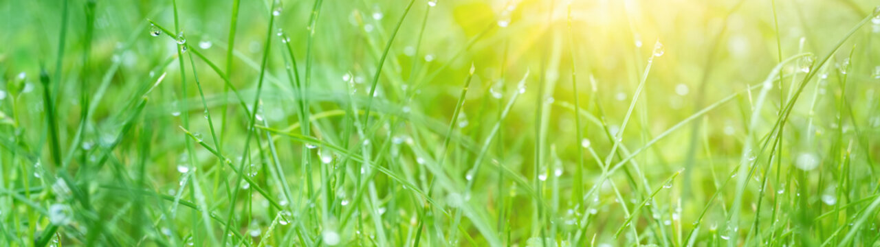Juicy green grass on meadow with drops of water dew in morning light in spring summer outdoors close-up macro, panorama background Banner. Artistic image of purity and freshness of nature
