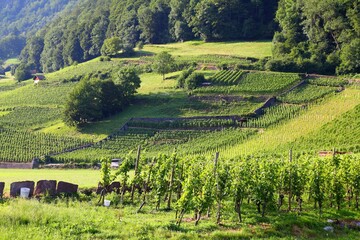 Fototapeta na wymiar Vineyard in Canton St. Gallen, Switzerland