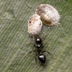 Ants tending to scale insects.