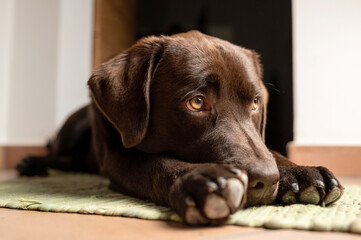 Portrait of junior chocolate labrador lying on the ground looking at his side with sweet adorable eyes.
