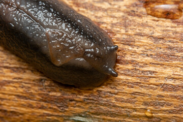 Macro of a red triangle slug