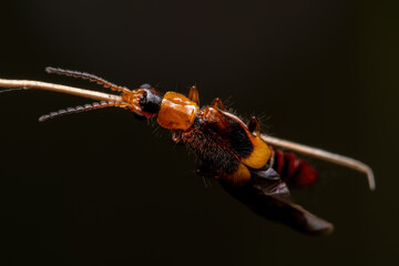 Macro shot of a beetle