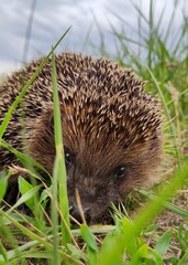hedgehog in the grass © Роман Вишневецкий