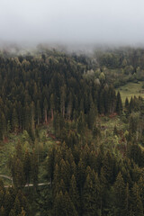 Wald von erhöhten Position fotografiert.