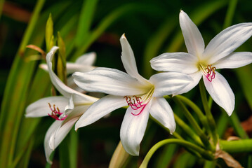 Beautiful white lilies with a dark contrasting background.