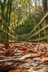 Fallen leaves in forest footbridge
