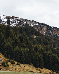 Waldlandschaft mit Bergen