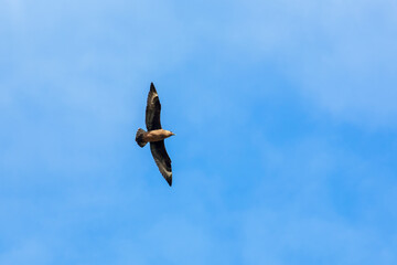 Great skua flying with spread wings on a blue sky