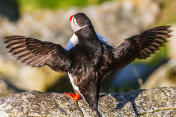 Atlantic Puffin with spread wings on a cliff