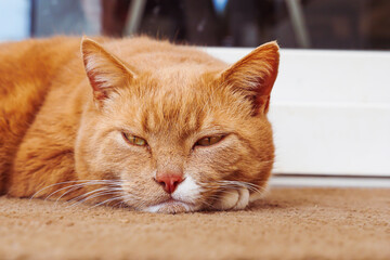 Portrait of Cat Closing Eyes Outdoors