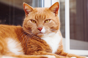 Portrait of Domestic Cat Looking at Camera