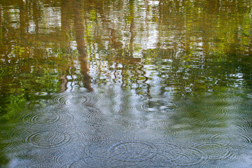 Rings of water and reflections of trees in a stream