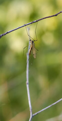 Spider on a leaf. Beetle.