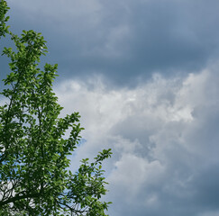 Green leaves in front of a blue sky and white clouds.	