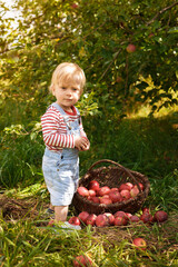 Beautiful blond happy kid boy picking red apples on organic farm, outdoors.